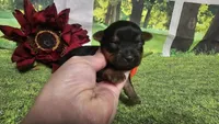 Cash, a female Yorkshire Terrier for sale in Brighton, MO – 5 of 5