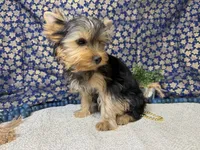 Levi neutered , a male Yorkshire Terrier for sale in Brighton, MO – 6 of 10