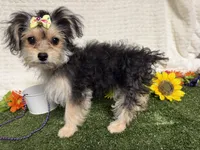 Tickles , a female Morkie for sale in Brighton, MO – 3 of 8