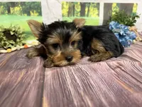 Levi, a male Yorkshire Terrier for sale in Brighton, MO – 2 of 8