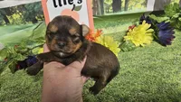 Sadie, a female Yorkshire Terrier for sale in Brighton, MO – 6 of 8