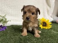 Roman, a male Yorkshire Terrier for sale in Brighton, MO – 6 of 10
