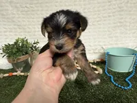 Holland, a female Yorkshire Terrier for sale in Brighton, MO – 5 of 10