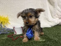 Baxter , a male Yorkshire Terrier for sale in Brighton, MO – 4 of 7