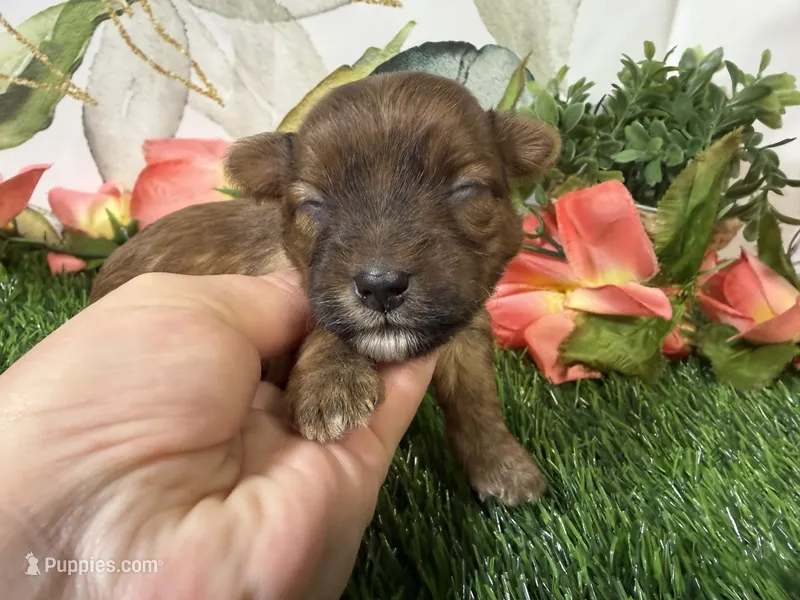 Stella – Yorkshire Terrier puppy for sale in Brighton, MO
