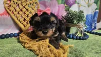 Melody , a female Yorkshire Terrier for sale in Brighton, MO – Photo 5 of 5