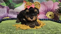 Melody , a female Yorkshire Terrier for sale in Brighton, MO – Photo 2 of 5