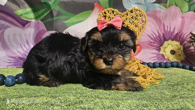 Melody  – Yorkshire Terrier puppy for sale in Brighton, MO