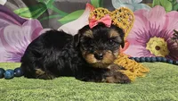 Melody , a female Yorkshire Terrier for sale in Brighton, MO – Photo 1 of 5