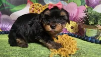Melody , a female Yorkshire Terrier for sale in Brighton, MO – Photo 3 of 5
