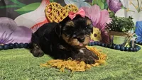 Melody , a female Yorkshire Terrier for sale in Brighton, MO – Photo 4 of 5