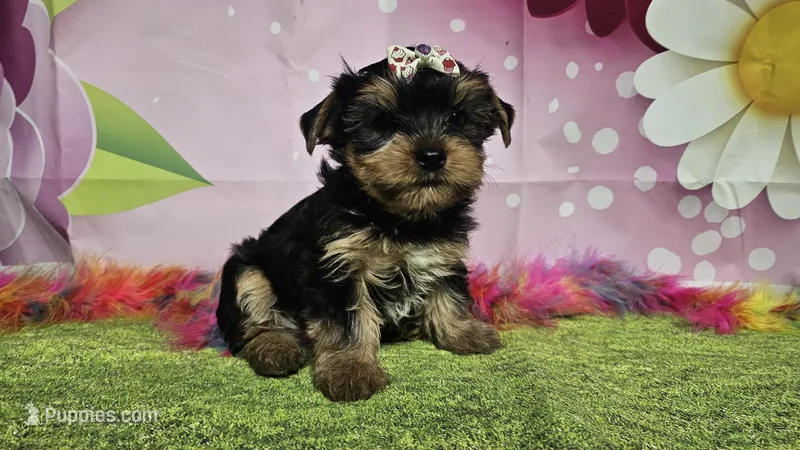 Melody  – Yorkshire Terrier puppy for sale in Brighton, MO