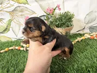 Nadia, a female Yorkshire Terrier for sale in Brighton, MO – 5 of 7