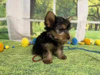 Stephen , a male Yorkshire Terrier for sale in Brighton, MO – 9 of 9