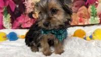 Cody, a male Yorkshire Terrier for sale in Brighton, MO – 9 of 9