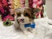 Carter , a male Yorkshire Terrier for sale in Brighton, MO – 2 of 10