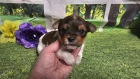 Hazel , a female Yorkshire Terrier for sale in Brighton, MO – 9 of 9