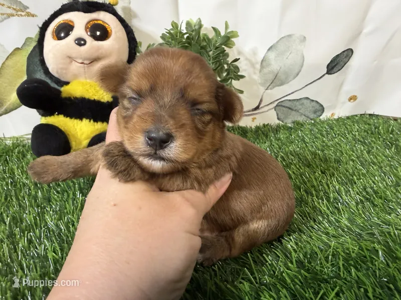 Spencer  – Yorkshire Terrier puppy for sale in Brighton, MO