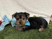 Baloo, a male Yorkshire Terrier for sale in Brighton, MO – 6 of 7