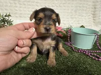 Honey, a female Yorkshire Terrier for sale in Brighton, MO – 3 of 6