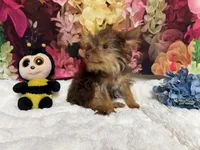 Brownie, a male Yorkshire Terrier for sale in Brighton, MO – 9 of 9