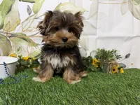 Brent, a male Yorkshire Terrier for sale in Brighton, MO – 8 of 10