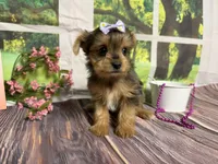 Heidi, a female Yorkshire Terrier for sale in Brighton, MO – 5 of 6