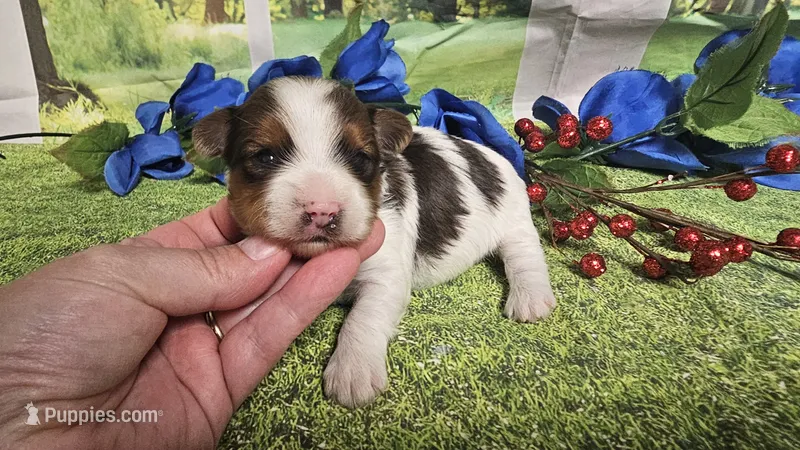 Carter  – Yorkshire Terrier puppy for sale in Brighton, MO