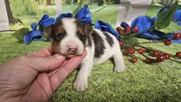 Carter , a male Yorkshire Terrier for sale in Brighton, MO – 1 of 9