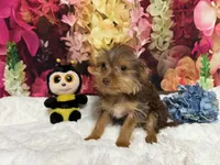 Brownie, a male Yorkshire Terrier for sale in Brighton, MO – 7 of 9