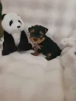 Andy, a male Yorkshire Terrier for sale in Brighton, MO – 4 of 4