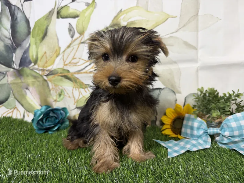Levi – Yorkshire Terrier puppy for sale in Brighton, MO