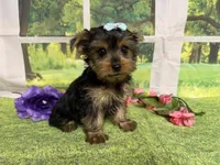 Savanna , a male Yorkshire Terrier for sale in Brighton, MO – 6 of 9