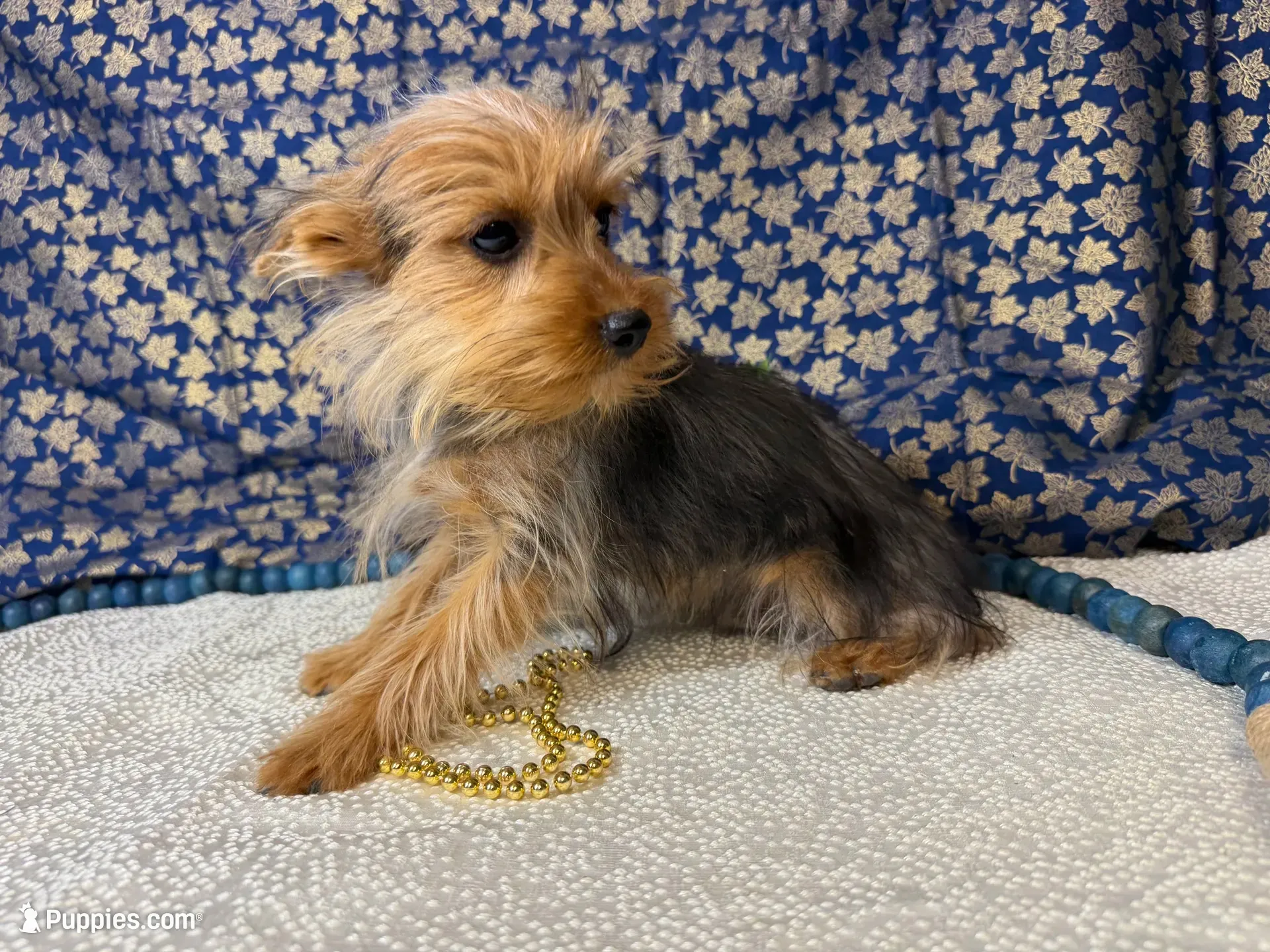 Baxter neutered , a male Yorkshire Terrier for sale in Brighton, MO – 4 of 7