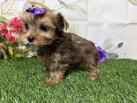Ruby, a male Yorkshire Terrier for sale in Brighton, MO – 3 of 9