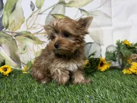 Graham , a male Yorkshire Terrier for sale in Brighton, MO – 4 of 9