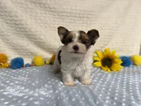 Carter , a male Yorkshire Terrier for sale in Brighton, MO – 9 of 10