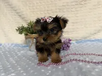 Clara, a female Yorkshire Terrier for sale in Brighton, MO – 5 of 9