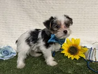Banjo, a male Yorkshire Terrier for sale in Brighton, MO – 7 of 7