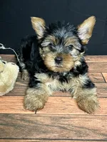 Clover , a male Yorkshire Terrier for sale in Brighton, MO – 4 of 7