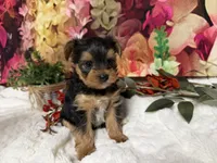 Biscuit, a male Yorkshire Terrier for sale in Brighton, MO – 3 of 8
