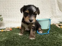 Holland, a female Yorkshire Terrier for sale in Brighton, MO – 10 of 10