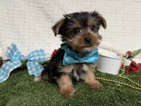 Baloo, a male Yorkshire Terrier for sale in Brighton, MO – 5 of 7