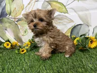 Graham , a male Yorkshire Terrier for sale in Brighton, MO – 2 of 9