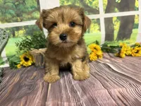 Roman NEUTERED , a male Yorkshire Terrier for sale in Brighton, MO – 5 of 7
