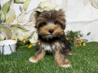 Brent, a male Yorkshire Terrier for sale in Brighton, MO – 3 of 10