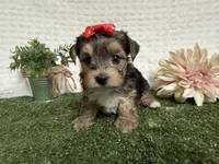 Rain, a male Yorkshire Terrier for sale in Brighton, MO – 9 of 10