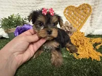 Lucy, a female Yorkshire Terrier for sale in Brighton, MO – 5 of 7