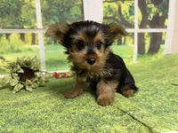 Shilo, a male Yorkshire Terrier for sale in Brighton, MO – 4 of 7