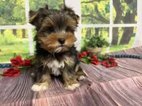 Brent, a male Yorkshire Terrier for sale in Brighton, MO – 5 of 7